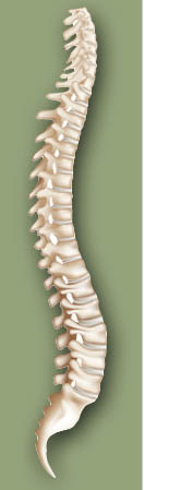 spine